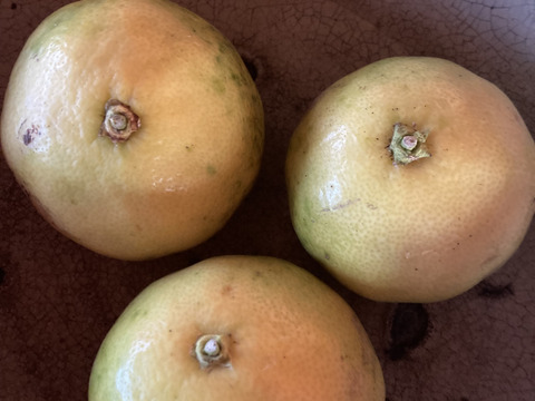 自然栽培　辺塚だいだい へつかだいだい　10kg