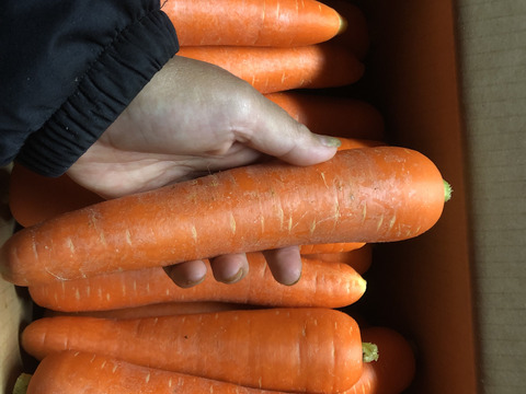 農薬・化学肥料不使用！今が旬‼️A品2Lサイズ10kg