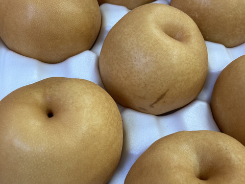 【ご家庭用】秋の味覚🎶新高梨　約10kg(12〜20玉)