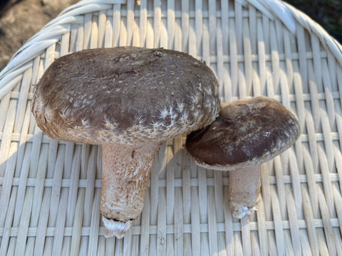 数量限定！ドでか！！ぷりっと肉厚！！原木しいたけちゃん(約900g)