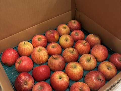 【ギフト】【小玉りんご】5kg 甘い！美味しい！家庭用小玉サンふじ(25~28玉)よく、どこに傷があるの？と聞かれます 長野県山ノ内町志賀高原麓