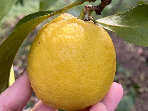 【和歌山有田育ち】丸ごと使える自然派レモン5kg