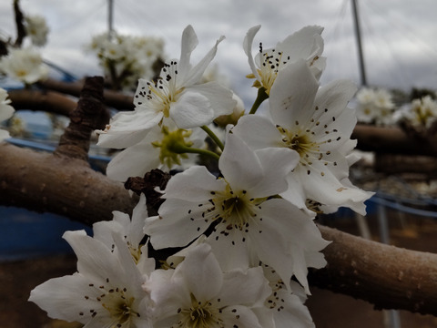 にっこり  3kg　3Lサイズ(9玉入り)