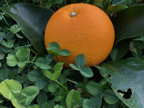 【爽やかな味わい】農薬不使用　赤い八朔です紅八朔　2キロ