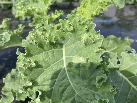 カーリーケール＆カーボロネロ各200g