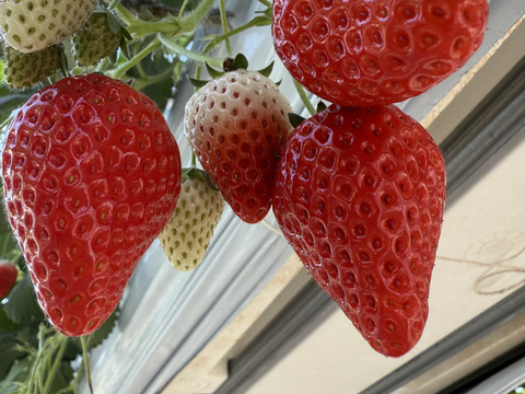 完熟瞬間冷凍 🍓やよいひめ🍓瞬間冷凍いちご 真空パック小分け