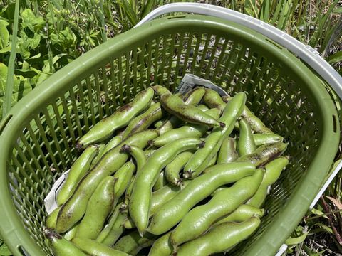 〜南国土佐旬便り〜農薬・化学肥料不使用!ホクホク美味さや付きそら豆【約1.2kg】
