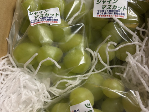 3000箱完売！シャインマスカット 1kg 家庭用訳ありシャイン