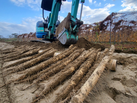 ネバリスター☆　食べきりサイズ(^^♪　３ｋｇ