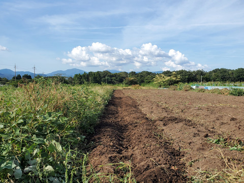 貯蔵１ヶ月超【ネットリとした食感と甘さ】さつまいも　紅はるか（4.5kg）※農薬・化学肥料不使用