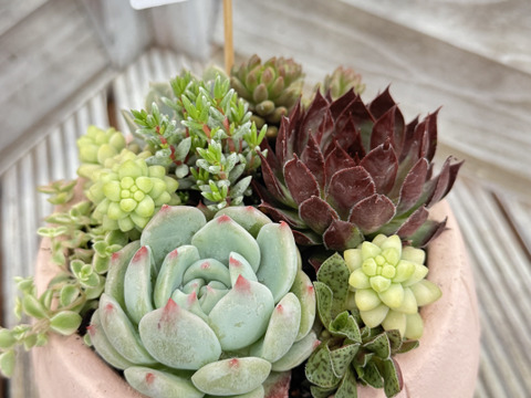 母の日に！多肉植物寄植え 鉢サイズ14.5cm：鳥取県産の多肉植物