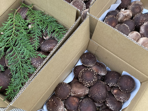 【自然栽培】約900g 原木栽培 生しいたけ 原木しいたけ