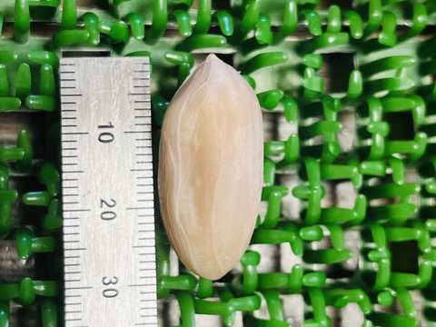 ☆生落花生「おおまさり」横浜市内産「約800g」この時期限定商品！