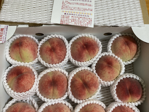 日川白鳳 お値下！！ ご好評販売中の早生品種 家庭専用・訳あり