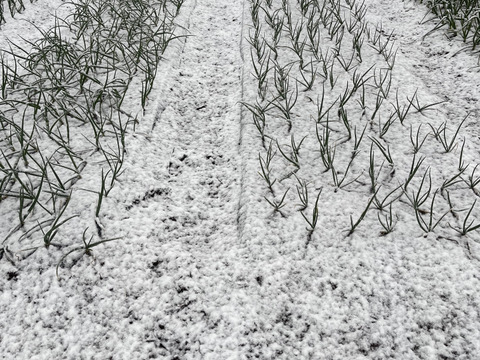 新たまねぎ5kg！