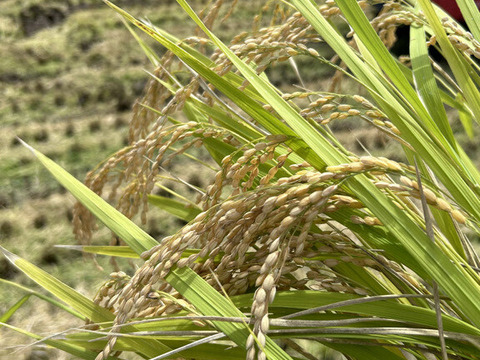 【限定15食】採れたて新鮮！令和7年新米5kg+平飼い卵10個