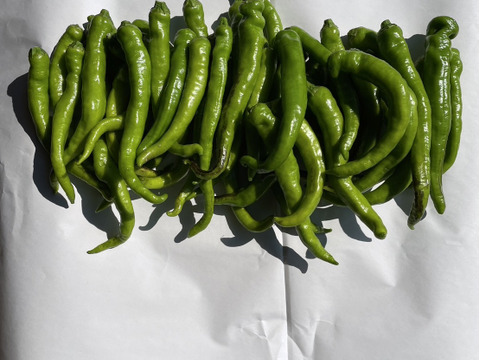 【自然栽培】ししとう（伏見甘長とうがらし）