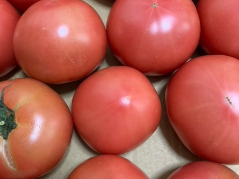 【訳有り品】キズあり不揃いトマト約3.6キロ