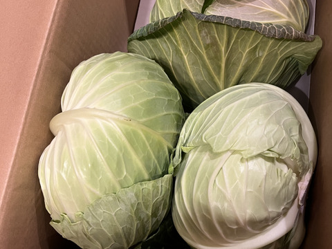 寒さであまい！冬キャベツ【銀次郎】3玉
