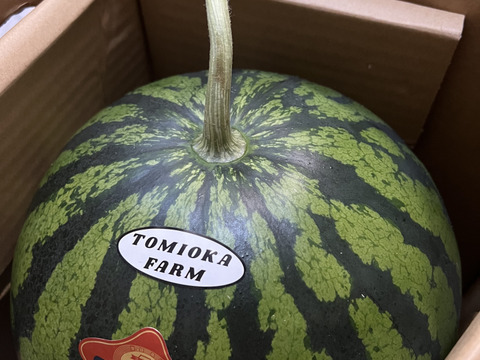 【2026年春！】熊本発！春の大玉スイカ1玉