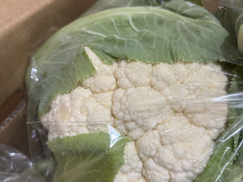 淡路島　カリフラワー5株