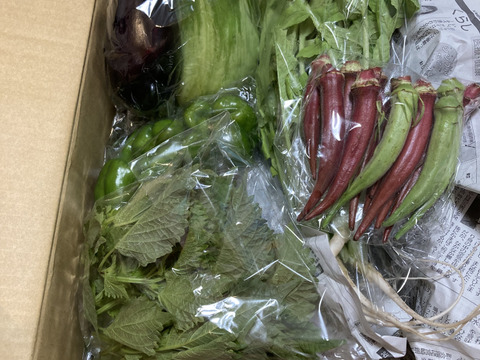 👑2年連続アワード受賞👑【未来をつくる笑み野菜】宮崎県産☆季節のお野菜セットM(8～9品程度)☆