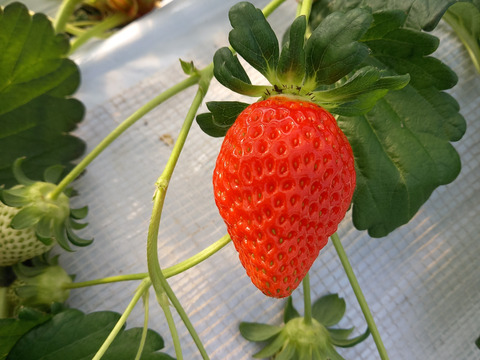 ワイン堆肥で栽培！　べにたま『埼玉いちご』　2パック詰め中粒」
環境保全に取り組みながら「美味しいだけじゃない苺」を栽培
地域資源循環型農業で有機ゴミを有効活用できる「いちご特別栽培」認証！