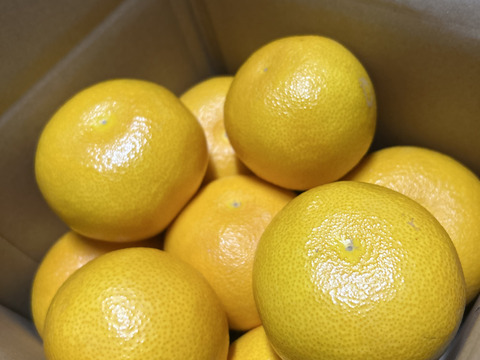 【蔵出し八朔】ハッサク２キロ🍋