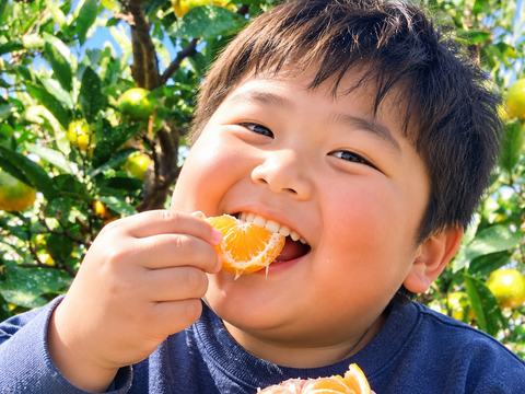 御家庭用　極早生なのに濃い味！日南極早生みかん5ｋｇ　Sから2Lサイズ約40個（上蒲刈産）