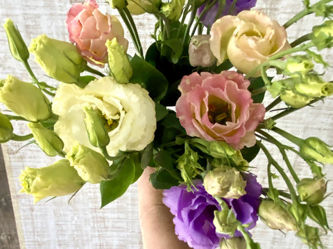 クール便【６本／トルコキキョウ】柔らかな色合いと、上品な花姿が魅力のトルコキキョウ。蕾つき！産地直送、プレゼントOK!