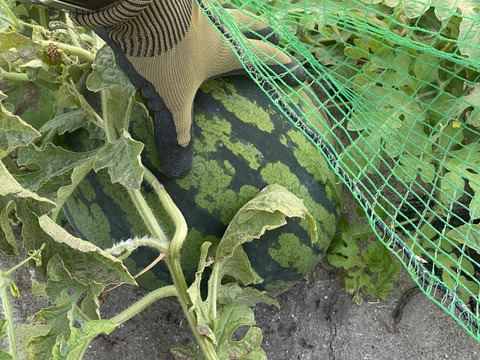 羅皇ザ・スウィート　1玉　7Lサイズ　12kg〜13kg 【圃場栽培期間中農薬・化学肥料不使用】