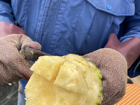 【石垣島直送】手でポコットちぎっても食べらる。濃厚ポコットパイン 3kg（3〜4玉）