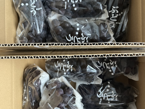 ⭐︎収穫最終盤⭐︎数量限定⭐︎不定期収穫⭐︎⭐︎⭐︎懐かしの味！昔ながらのぶどう【キャンベル】2kg箱(5房〜7房)