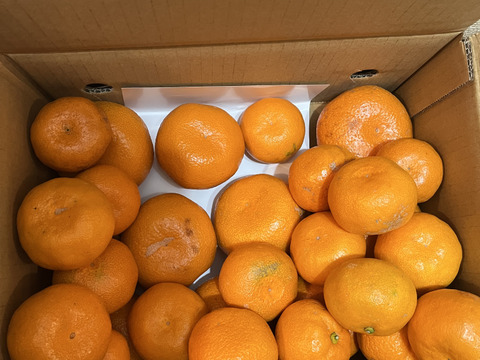 極上の美味しさ有田みかん5kg！糖度13度だけ！