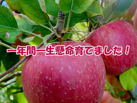 【今だけお買い得！訳あり★50%OFF★】家庭用葉とらずふじりんご5㎏【長野県産】