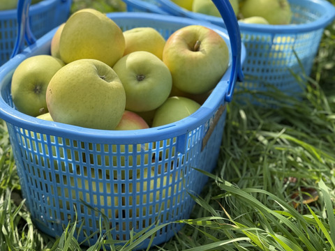 果汁たっぷり！ぐんま名月3kg