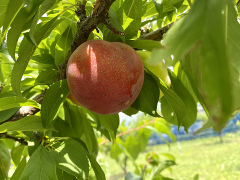 すもも「大石早生」1.9キロ