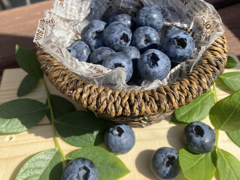 2025年度収穫！知多半島産【冷凍ブルーベリー1㎏】