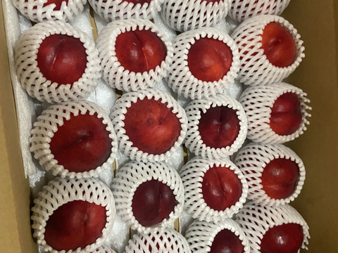 甘めネクタリン【スイートトップ】家庭用(訳あり)約2.5kg(11-18玉) 丸かじりできる桃 7月下旬頃発送開始予定 #NQS0B025