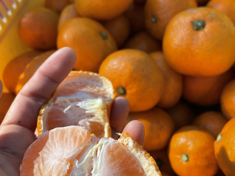 【わけあり】自然栽培 青島みかん 10kg 周防大島産