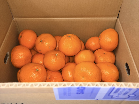 10kg 実がプリプリ！熟成された完熟の「はるみ」