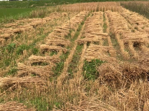 自然栽培薄力小麦