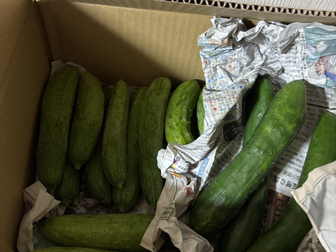 会津伝統野菜 余蒔きゅうり(2kg,約20本前後)【農薬化学肥料除草剤不使用】在来種　自家採種