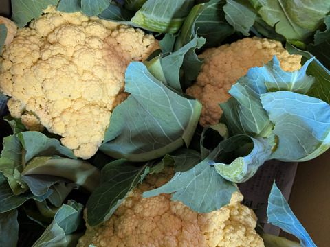 🟣🟡🟢３色セット🟢🟡🟣