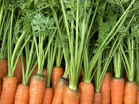 心と体に沁みる！自然栽培で育ったにんじん（1.8キロ）