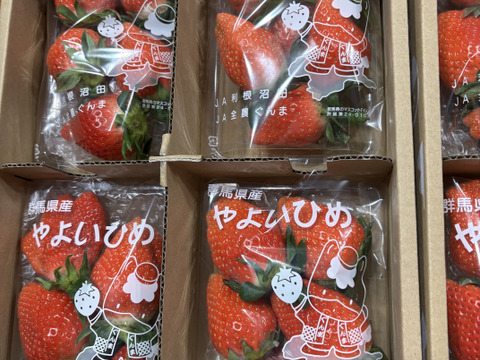【食べ納め】じゅわっと甘い群馬のいちご完熟やよいひめ中身おまかせ 8パック