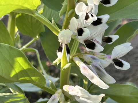 湘南産朝採れそら豆1.5キロ