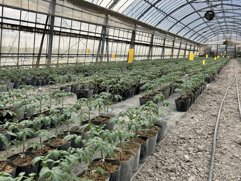 カラフル楽しい！ミニトマト詰め合わせ　Iキロ