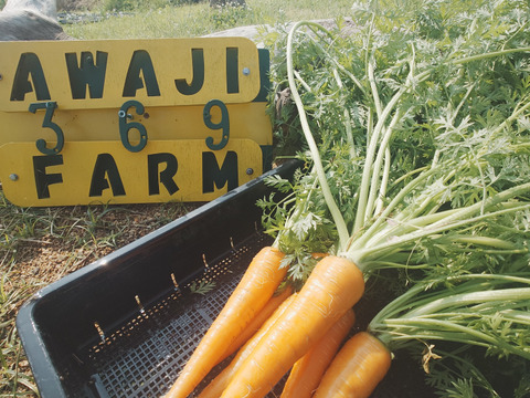 自然栽培　農薬不使用　無肥料　固定種  人参葉 品種 自然農法 にんじん葉つき1キロ60サイズ