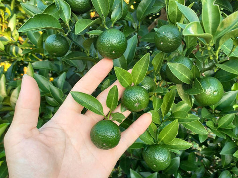鹿児島県産「グリーンレモン」「シークワーサー」詰め合わせ 箱込み2kg